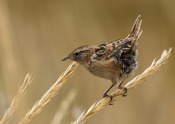 Grass Wren