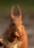 Red Squirrel