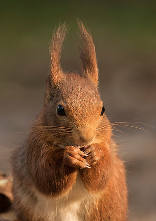 Red Squirrel Feeding