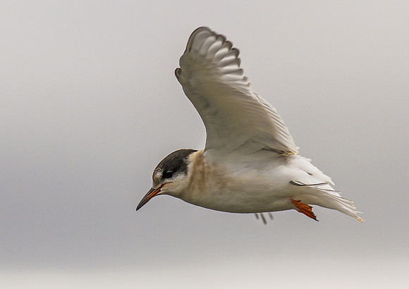 Juvenile Arctic Tern in Flight