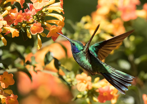 Lesser Violetear