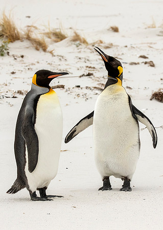 King Penguins