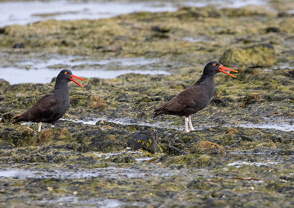Blackish Oystercatchers