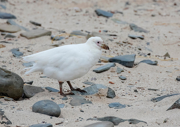 Snowy Sheathbill