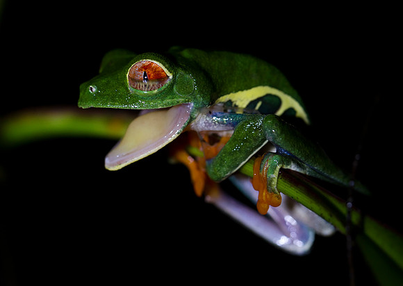 Red Eyed Tree Frog