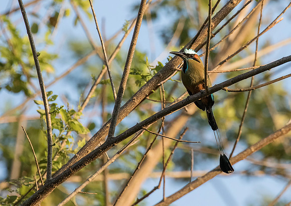 Turquoise Browed Motmot