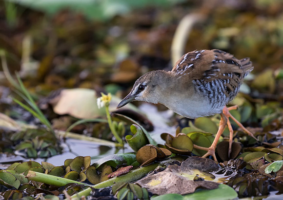 Yellow Breasted Crake