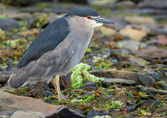 Black-Crowned Night-Heron