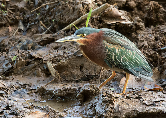 Green Heron
