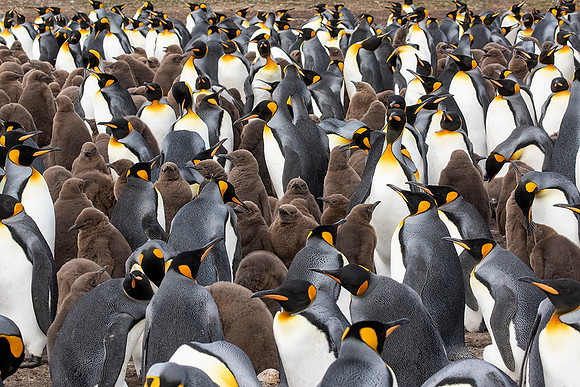 King Penguins with Chicks
