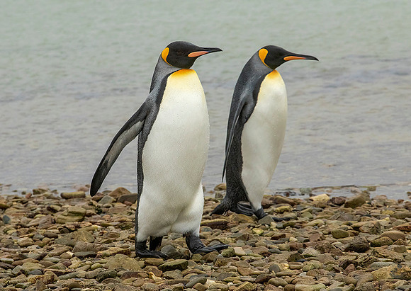 King Penguins