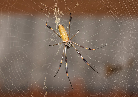 Golden Orb Weaver Spider
