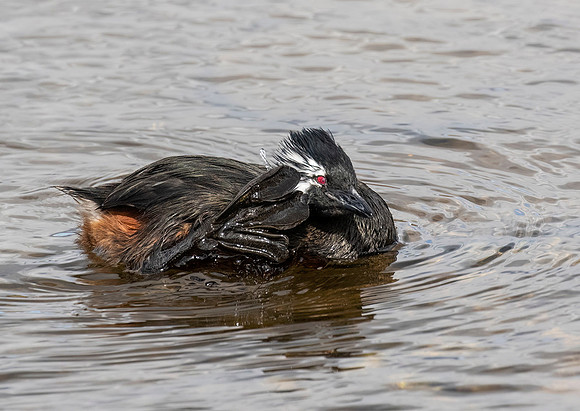 White-Tufted Grebe