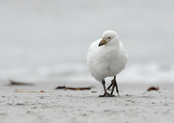 Snowy Sheathbill