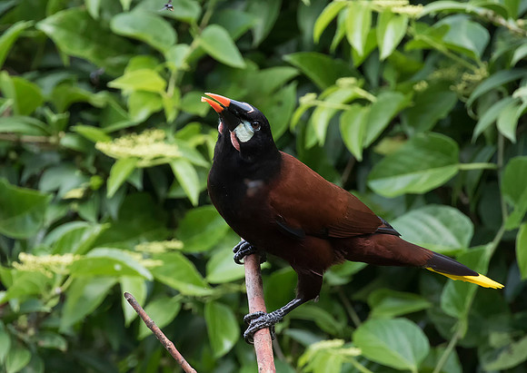 Montezuma Orependola