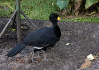 Great Curassow