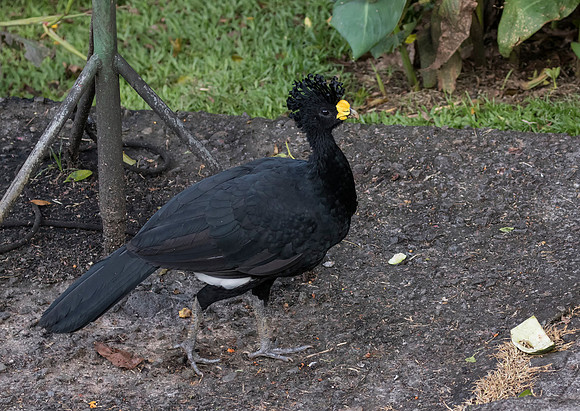 Great Curassow
