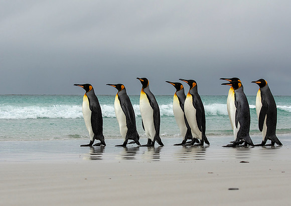 King Penguins