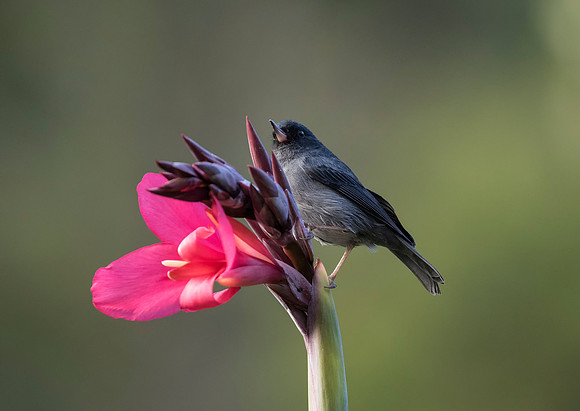 Slaty Flowerpiercer