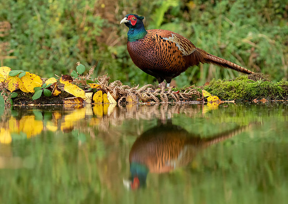 Pheasant Reflection
