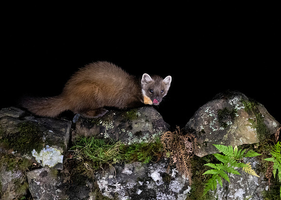 Pine Marten