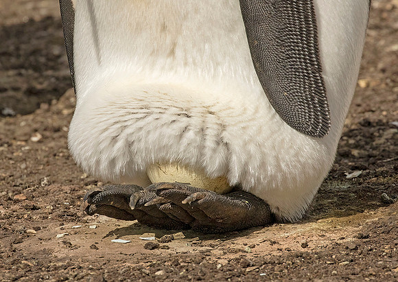 King Penguin and egg
