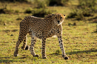 Cheetah