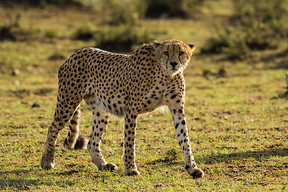 Cheetah
