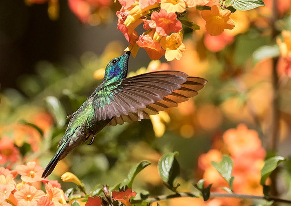 Lesser Violetear