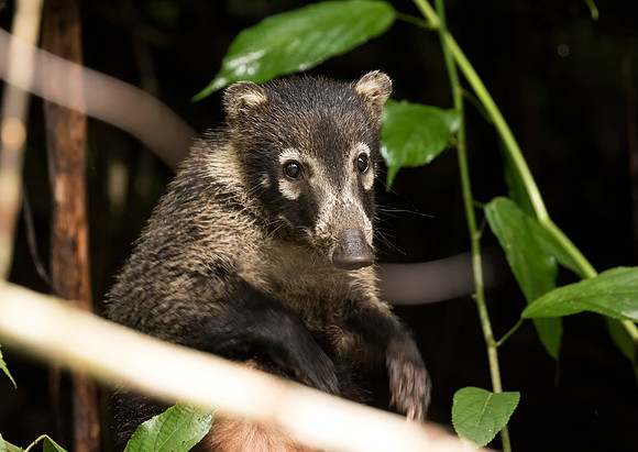 White Nosed Coati