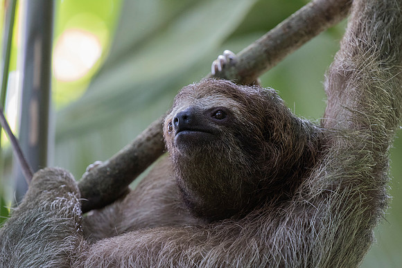 3 Toed Sloth