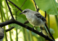 Tropical Mockingbird