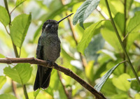 Magnificent (Talamanca) Hummingbird