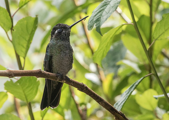 Magnificent (Talamanca) Hummingbird