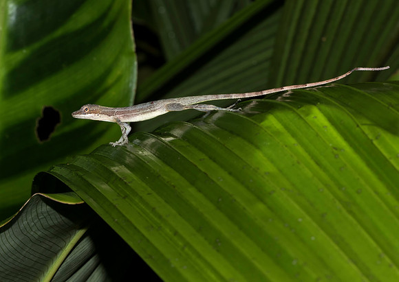 Slender Anole