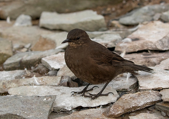 Tussacbird