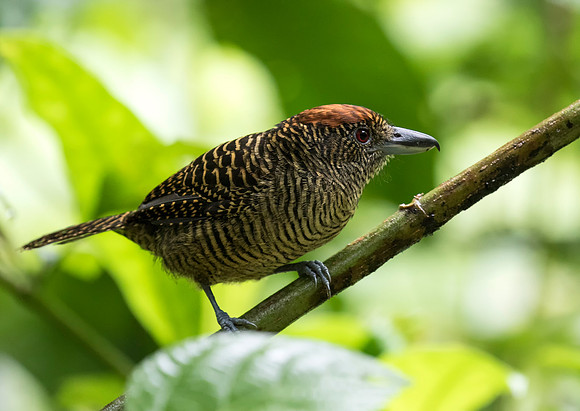 Fasciated Antshrike