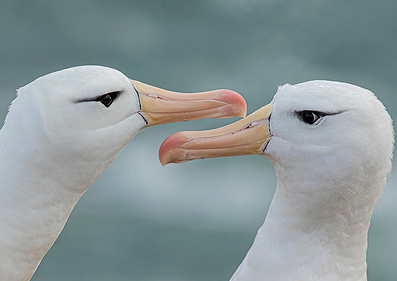 Black-Browed Albatross