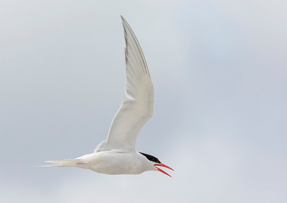 South American Tern