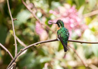 White Throated Mountain Gem