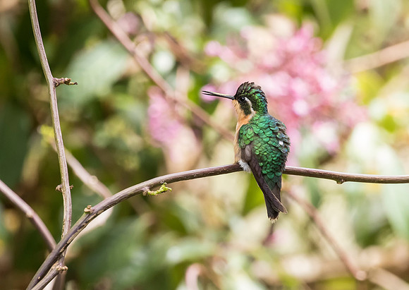 White Throated Mountain Gem