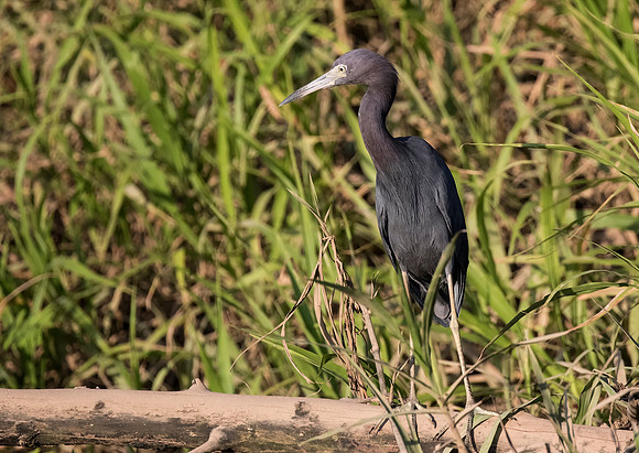 Little Blue Heron