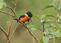American Pygmy Kingfisher