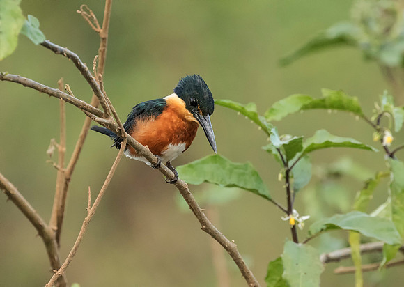 American Pygmy Kingfisher