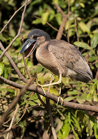 Boat Billed Heron