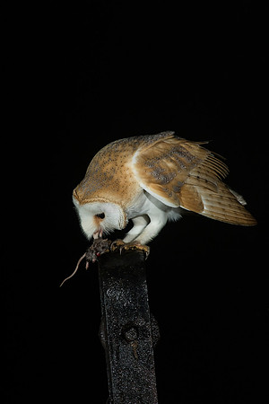 Barn Owl with Prey