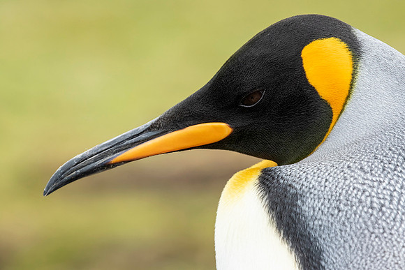 King Penguin
