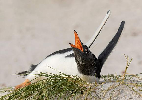 Gentoo Penguin