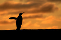 King Penguin at Sunset