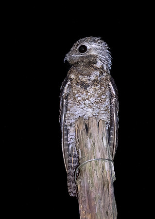 Great Potoo